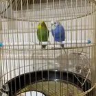 جوز بادجي للبيع