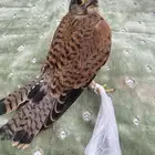للبيع