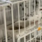 يمام ماسي ابرق ملكي