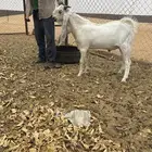تيس صنف عمره خمسه شهور او اقل