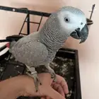 كاسكو انثى اليف