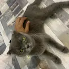 قطط أنثى وذكر سكوتش دبل فود للتبني
