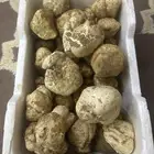 فقع للبيع زبيدي
