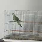 للبيع دره الجنس والعمر مجهول