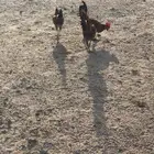 ثلاث ديوك بلدية للبيع