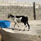 عنز حليب شرط