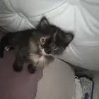 قطط تبني