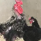 طقم مفتل ديك و 3 دجاج