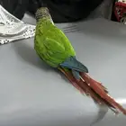 ببغاء كنيور اناناس