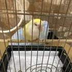 للبيع طير رور شبه اليف