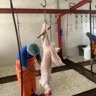 ذبايح تمايم ثلاجه ضيفه باسعار منافسه