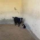 عنز والد للبيع