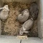 ارانب ذكور للبيع