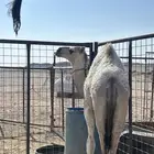 قعود قصب مقفل شحم
