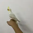 كروان هدد داخلي واليف ولا يعرف العض(تم البيع )