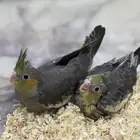 فروخ كروان غر ( تم البيع )