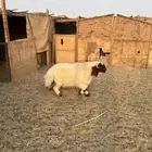 خروف 5 شهور