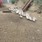 بط محلي الباحة