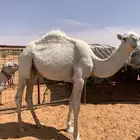 حاشي قعود للبيع