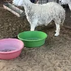 للبيع حريه مضرع شرط