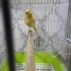 دكور كناري تغريد