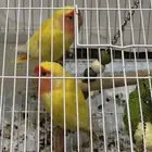 ببغاء روز للبيع