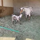 عنز عمانيه طيبه حدرها تيس حليب وافر اللي يبي منيح