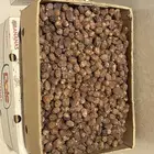 تمر رزيز للبيع