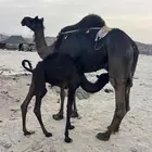 ناقه خلفه