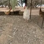 ديك تركي للبيع