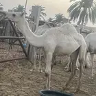 للبيع البكره الرمانيه
