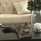 قط مكس شيرازي وسكوتش تبني