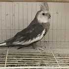 جوز كروان انتاج وجوز باجي