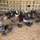 للبيع دجاج بياض وبشاير وديكه