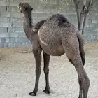حاشي لباني مغلق