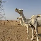 للبيع خلفه شقحا