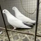 جوز باكستاني وحشي ذيل اسود