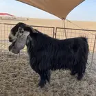 تيس فحل