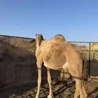 خلفه ام ثالث. تحتها بكره