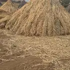 الهجنبة على الدايري