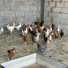 دجاج وادياكه بلدي للبيع