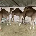 قعدان