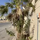 واشنطنيات للبيع