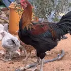 ديك تركي