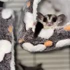 زوج شوقر قلايدر للبيع