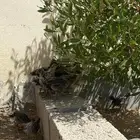 صيصان فيومي شبابي