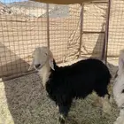 طليان نجاد