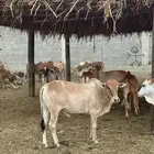 عجول بلدي