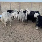 مراح نجد عدد 16 بفحلها