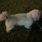 كلب مالتيز للبيع